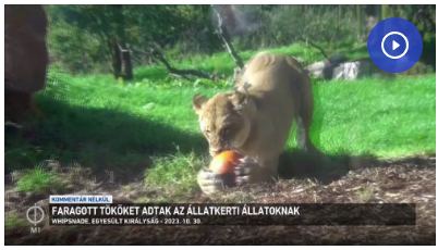 Faragott tököket adtak az állatkerti állatoknak