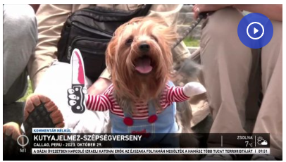 Kutyajelmez-szépségverseny